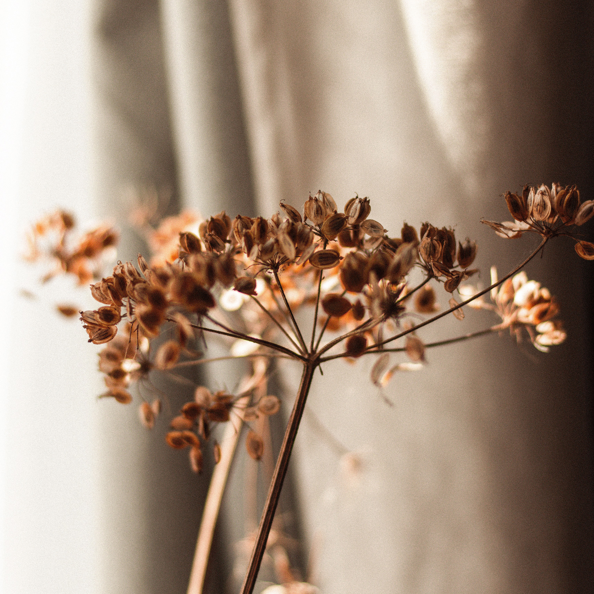 00_sfeerbepalend_doorbloem_beige_gordijn_2048x2048