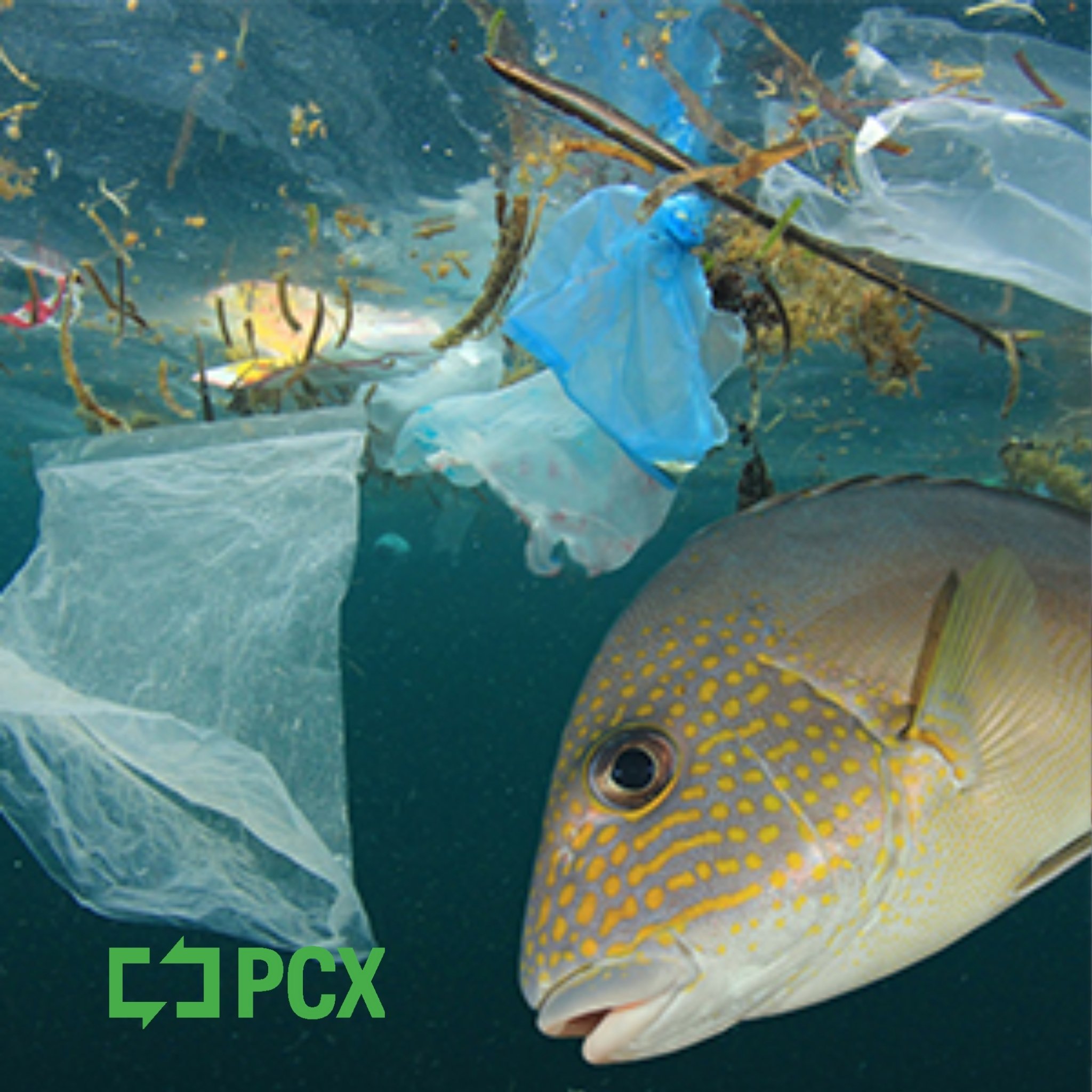 PCX_2048x2048_vis_logo